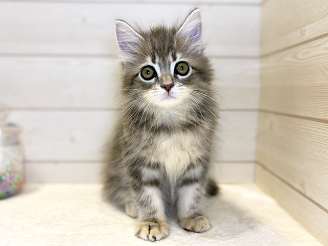 東京都のサイベリアン (ペッツファースト麻布十番店/2025年9月5日生まれ/男の子/ブルータビー)の子猫