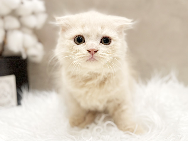 東京都のスコティッシュフォールド (ペッツファースト青山店/2025年9月9日生まれ/男の子/クリームタビー)の子猫の1枚目の画像