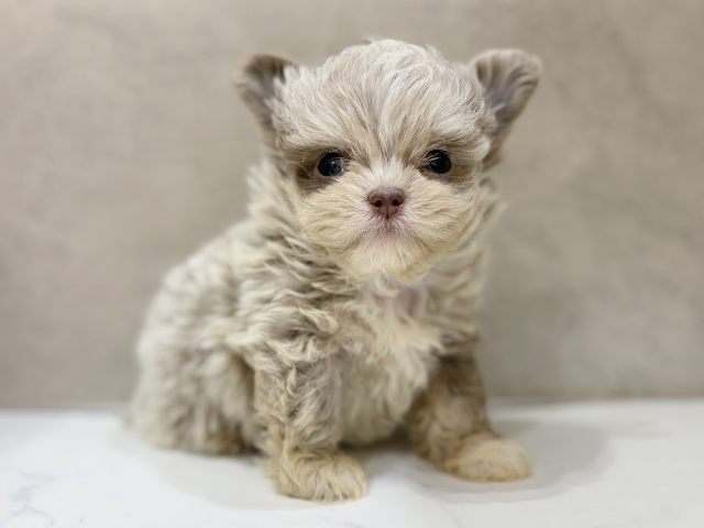 大阪府のチワプー/プーチー(チワワ×プードル) (ペッツファースト茶屋町店/2025年9月11日生まれ/男の子/イザベラマール)の子犬の1枚目の画像