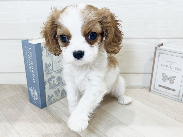 愛知県のキャバリアキングチャールズスパニエル (ペッツファースト岡崎店/2025年9月11日生まれ/女の子/ブレンハイム)の子犬