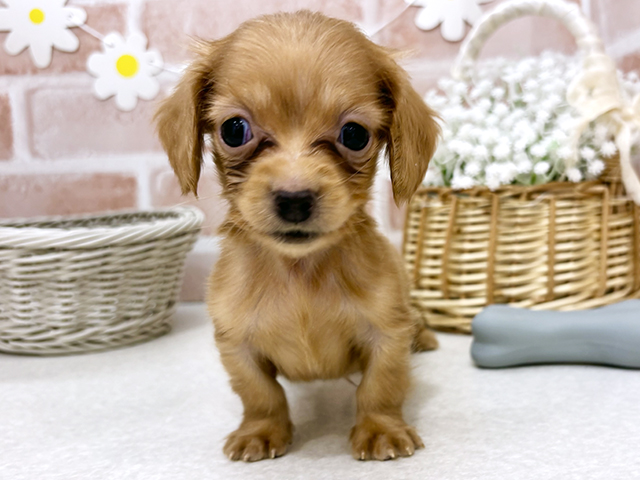 東京都のミニチュアダックスフンド(ロング) (ペッツファーストお台場店/2025年9月9日生まれ/男の子/レッド)の子犬の1枚目の画像