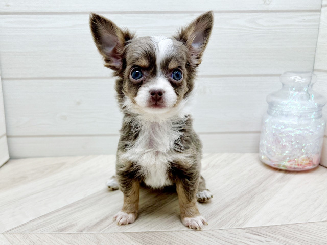 東京都のチワワ(ロング) (ペッツファースト渋谷店/2025年9月7日生まれ/女の子/イザベラタンホワイト)の子犬の1枚目の画像