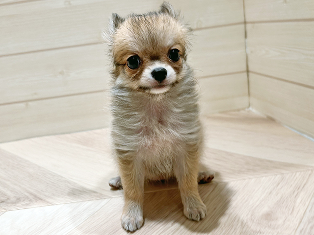 東京都のポメチワ/チワポメ/ポメチー(ポメラニアン×チワワ) (ペッツファースト豊洲店/2025年9月11日生まれ/女の子/オレンジセーブル)の子犬の1枚目の画像