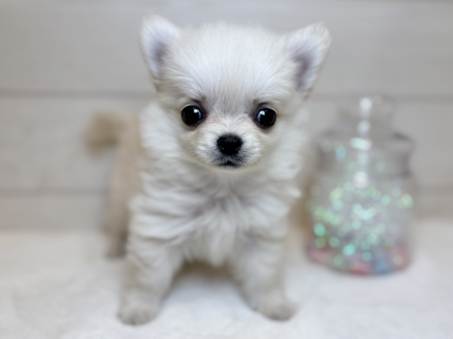 東京都のポメチワ/チワポメ/ポメチー(ポメラニアン×チワワ) (ペッツファースト麻布十番店/2025年9月8日生まれ/男の子/クリーム)の子犬の1枚目の画像
