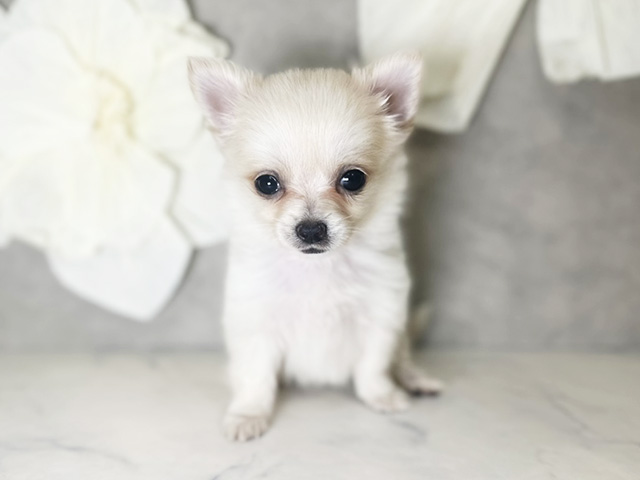 東京都のポメチワ/チワポメ/ポメチー(ポメラニアン×チワワ) (ペッツファースト下北沢店/2025年9月8日生まれ/男の子/クリーム)の子犬