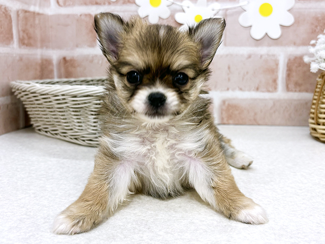 埼玉県のポメチワ/チワポメ/ポメチー(ポメラニアン×チワワ) (ペッツファースト春日部店/2025年9月8日生まれ/男の子/レッドホワイト)の子犬の1枚目の画像