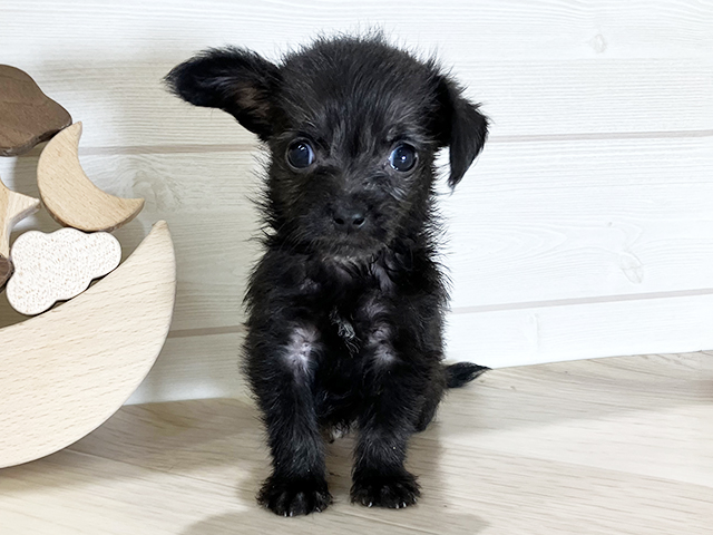鳥取県のチワプー/プーチー(チワワ×プードル) (ペッツファースト日吉津店/2025年9月10日生まれ/男の子/ブラック)の子犬の1枚目の画像