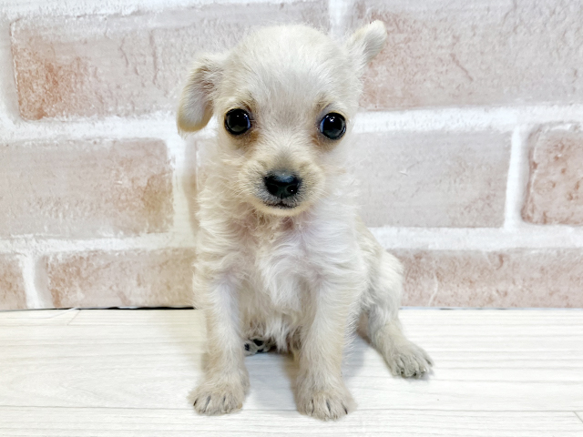 埼玉県のチワプー/プーチー(チワワ×プードル) (ペッツファースト川越店/2025年9月10日生まれ/男の子/アプリコット)の子犬