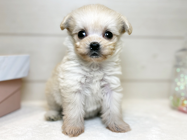 東京都のチワプー/プーチー(チワワ×プードル) (ペッツファースト麻布十番店/2025年9月10日生まれ/女の子/アプリコット)の子犬