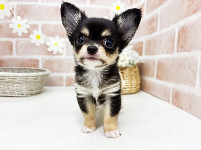 東京都のチワワ(ロング) (ペッツファーストお台場店/2025年9月10日生まれ/男の子/ブラックタン)の子犬の1枚目の画像