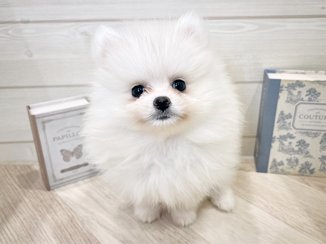 愛知県のポメラニアン (ペッツファースト岡崎店/2025年9月11日生まれ/女の子/ホワイト)の子犬の1枚目の画像