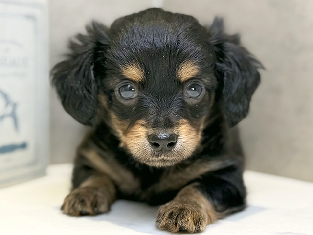 埼玉県のチワックス(チワワ×ダックス) (ペッツファースト川口店/2025年9月11日生まれ/男の子/ブラックタン)の子犬の1枚目の画像