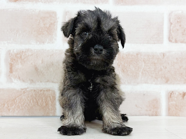 埼玉県のミニチュアシュナウザー (ペッツファーストさいたま新都心店/2025年9月11日生まれ/男の子/ソルトペッパー)の子犬の1枚目の画像