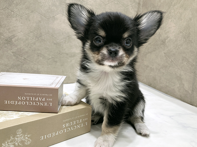東京都のチワワ(ロング) (ペッツファースト晴海店/2025年9月10日生まれ/男の子/ブラックタンホワイト)の子犬の1枚目の画像