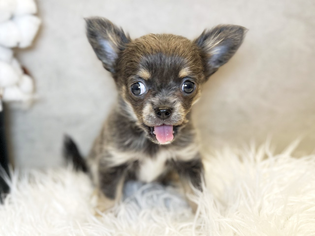 東京都のチワワ(ロング) (ペッツファースト青山店/2025年9月10日生まれ/女の子/ブルータン)の子犬の1枚目の画像