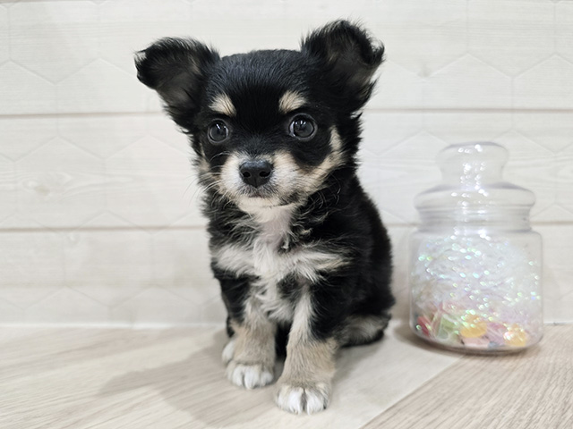 東京都のチワワ(ロング) (ペッツファースト吉祥寺サンロード店/2025年9月11日生まれ/男の子/ブラックタンホワイト)の子犬の1枚目の画像