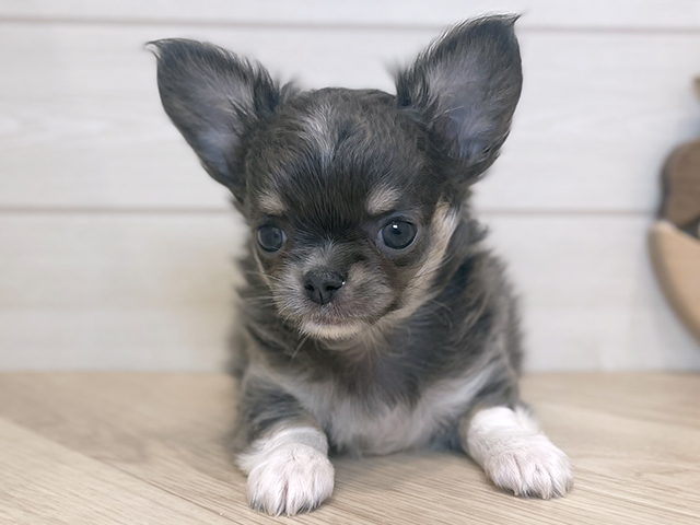 千葉県のチワワ(ロング) (ペッツファーストららぽーとTOKYO-BAY店/2025年9月11日生まれ/女の子/ブルータンホワイト)の子犬