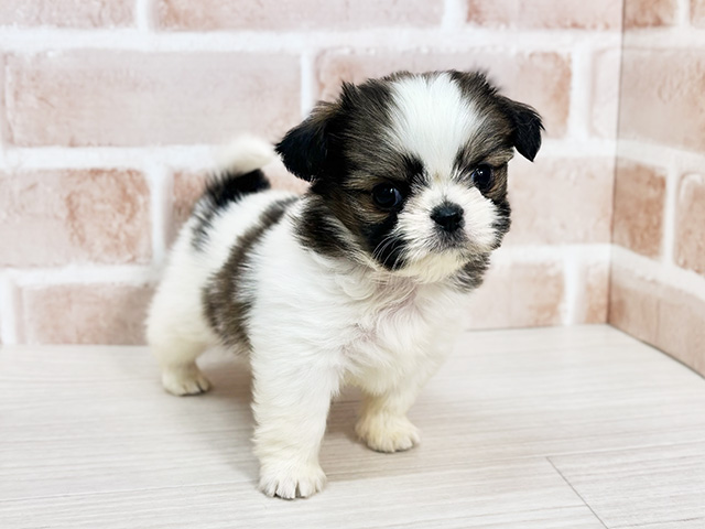 埼玉県のチワズー/チワシーズ(チワワ×シーズー) (ペッツファーストさいたま新都心店/2025年9月11日生まれ/男の子/ゴールドホワイト)の子犬の1枚目の画像