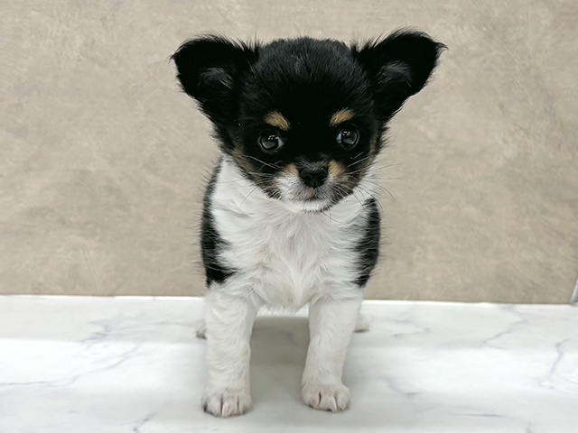 東京都のチワワ(ロング) (ペッツファースト八王子多摩美大前店/2025年9月9日生まれ/女の子/ブラックタンホワイト)の子犬の1枚目の画像