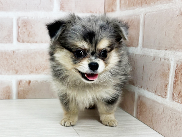 埼玉県のポメチワ/チワポメ/ポメチー(ポメラニアン×チワワ) (ペッツファーストさいたま新都心店/2025年9月11日生まれ/男の子/ブルーマール)の子犬の1枚目の画像