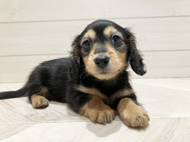 東京都のカニンヘンダックスフンド(ロング) (ペッツファースト豊洲店/2025年9月11日生まれ/男の子/ブラックタン)の子犬の1枚目の画像