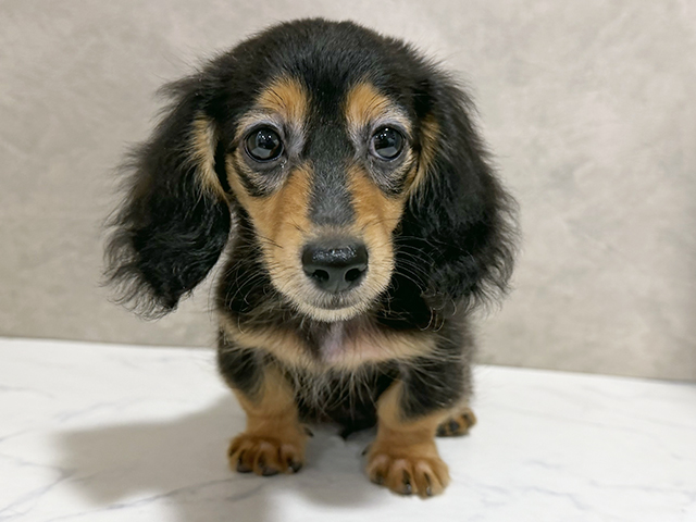 千葉県のカニンヘンダックスフンド(ロング) (ペッツファースト稲毛店/2025年9月11日生まれ/男の子/ブラックタン)の子犬の1枚目の画像