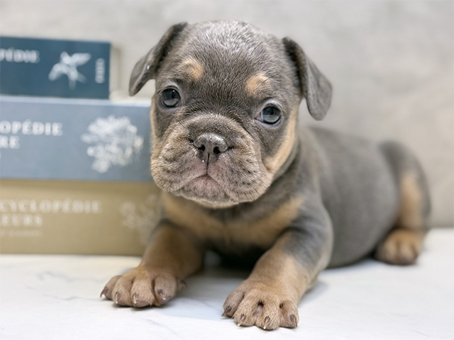 埼玉県のフレンチブルドッグ (ペッツファースト川口店/2025年9月11日生まれ/男の子/ブルータン)の子犬の1枚目の画像