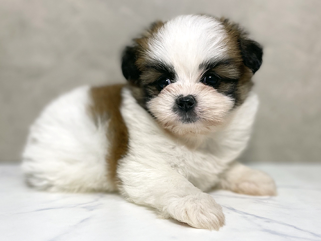 大阪府のポメズー/ポメシーズ(ポメラニアン×シーズー) (ペッツファースト東大阪店/2025年9月11日生まれ/女の子/ゴールドホワイト)の子犬