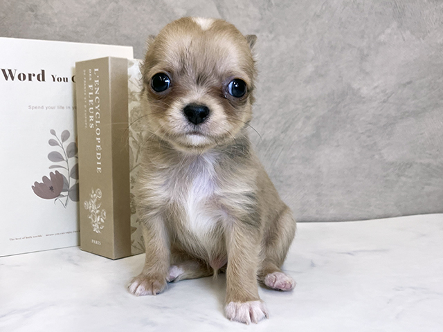 奈良県のチワワ(ロング) (ペッツファースト橿原店/2025年9月11日生まれ/男の子/レッドホワイト)の子犬の1枚目の画像