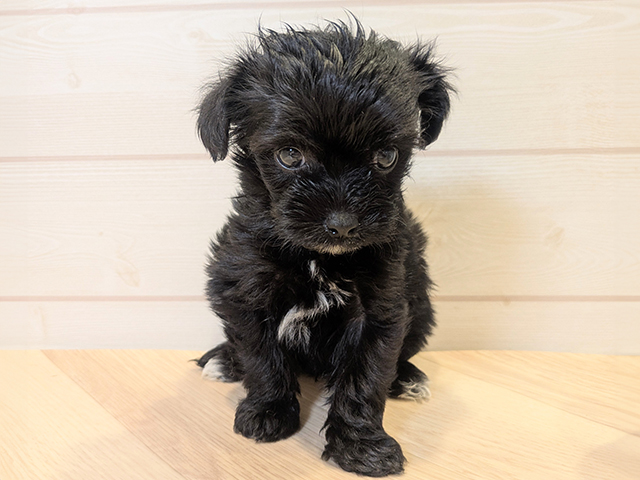 神奈川県のチワプー/プーチー(チワワ×プードル) (ペッツファースト川崎店/2025年9月10日生まれ/女の子/ブラックホワイト)の子犬