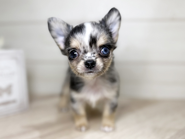 大阪府のチワワ(ロング) (ペッツファースト梅田店/2025年9月11日生まれ/男の子/ブルーマール)の子犬の1枚目の画像