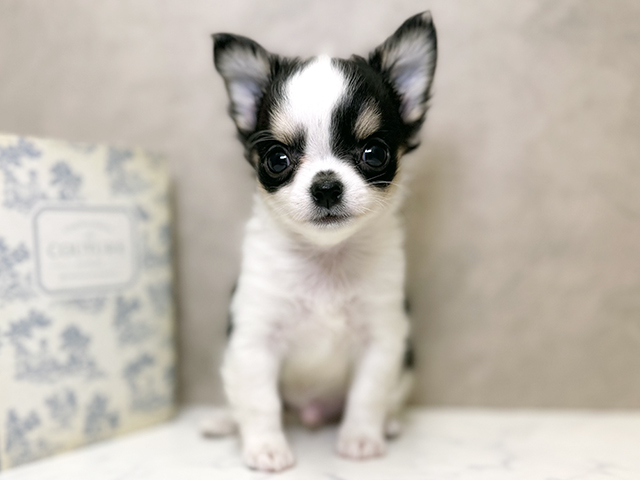 大阪府のチワワ(ロング) (ペッツファースト心斎橋本店/2025年9月11日生まれ/男の子/ブラックタンホワイト)の子犬の1枚目の画像