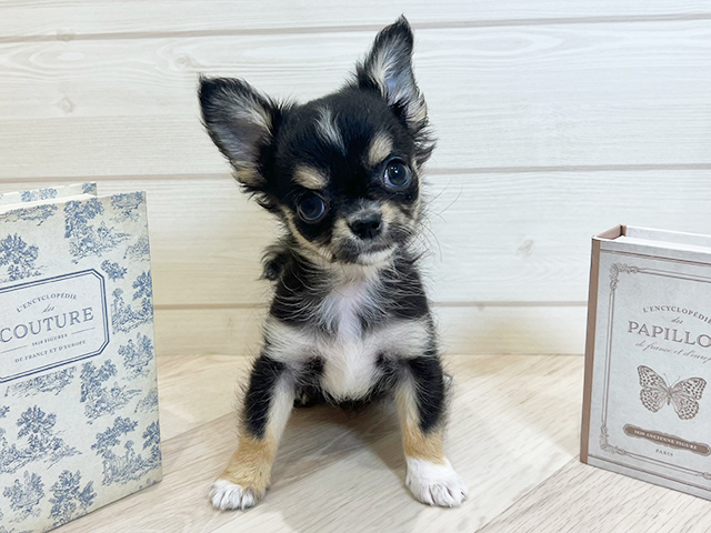 愛知県のチワワ(ロング) (ペッツファースト岡崎店/2025年9月11日生まれ/女の子/ブラックタンホワイト)の子犬