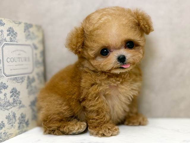 大阪府のトイプードル(ティーカップ) (ペッツファースト心斎橋本店/2025年9月9日生まれ/男の子/レッド)の子犬