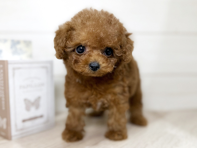 大阪府のトイプードル(ティーカップ) (ペッツファースト梅田店/2025年9月11日生まれ/女の子/レッド)の子犬の1枚目の画像