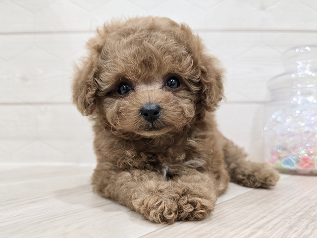 東京都のトイプードル(ティーカップ) (ペッツファースト吉祥寺サンロード店/2025年9月11日生まれ/男の子/レッド)の子犬の1枚目の画像