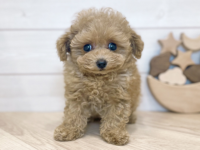 千葉県のトイプードル(ティーカップ) (ペッツファースト市川コルトンプラザ店/2025年9月11日生まれ/女の子/アプリコット)の子犬の1枚目の画像
