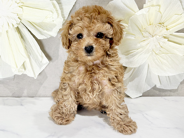 トイプードル