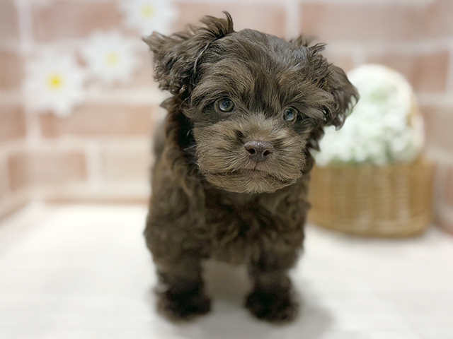 福岡県のボロンカツヴェトナ (ペッツファースト筑紫野店/2025年9月9日生まれ/男の子/ブラウン)の子犬の1枚目の画像
