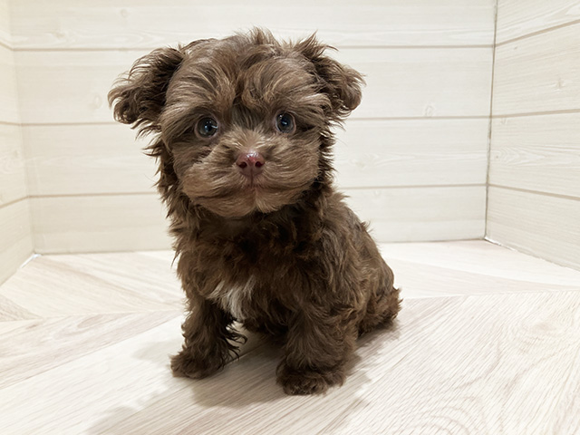 東京都のボロンカツヴェトナ (ペッツファースト豊洲店/2025年9月9日生まれ/男の子/ブラウン)の子犬の1枚目の画像
