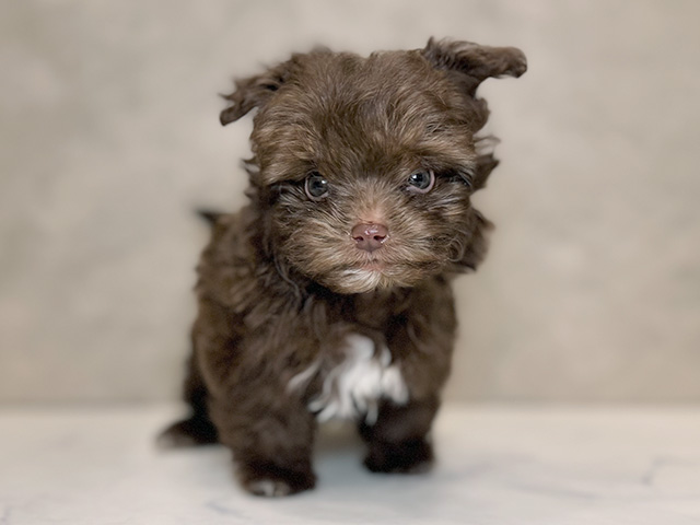 埼玉県のボロンカツヴェトナ (ペッツファーストPETEMOレイクタウンmori店/2025年9月9日生まれ/男の子/ブラウン)の子犬の1枚目の画像