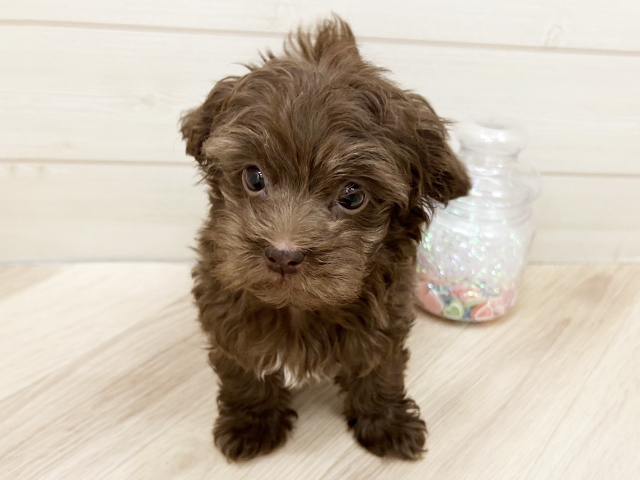 ボロンカツヴェトナ