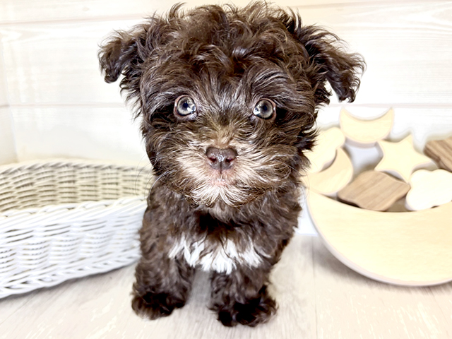 愛知県のボロンカツヴェトナ (ペッツファースト大高店/2025年9月9日生まれ/女の子/ブラウン)の子犬の1枚目の画像