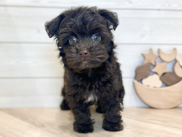 千葉県のボロンカツヴェトナ (ペッツファーストららぽーとTOKYO-BAY店/2025年9月9日生まれ/女の子/ブラウン)の子犬の1枚目の画像