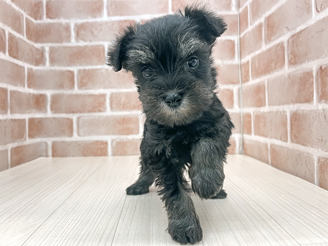 東京都のミニチュアシュナウザー (ペッツファースト八王子多摩美大前店/2025年9月11日生まれ/女の子/ブラックシルバー)の子犬