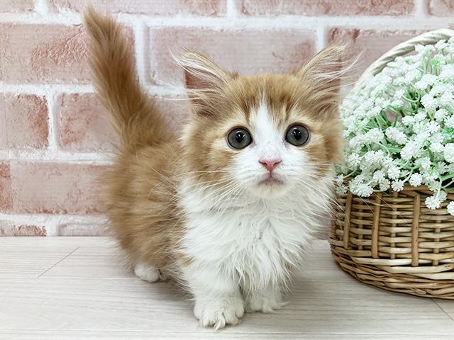 京都府のミヌエット (ペッツファースト京都店/2025年9月3日生まれ/男の子/レッドタビーホワイト)の子猫の1枚目の画像