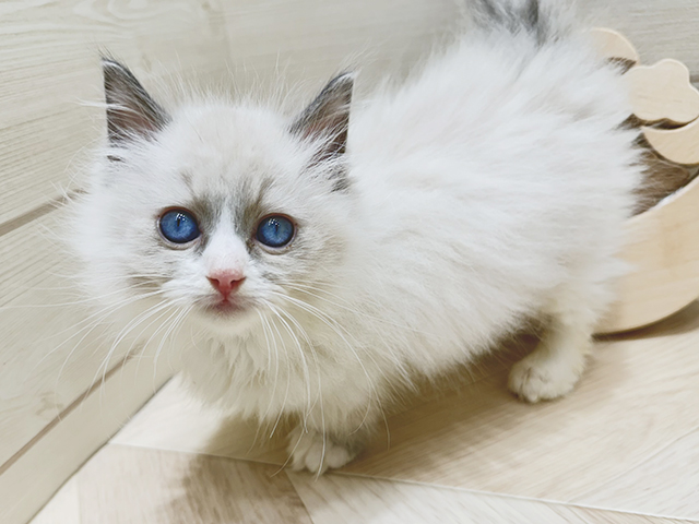 広島県のマンチカン (ペッツファースト広島府中店/2025年9月12日生まれ/男の子/ブルーポイントバイカラー)の子猫の1枚目の画像