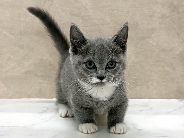 東京都のマンチカン (ペッツファースト八王子多摩美大前店/2025年9月12日生まれ/女の子/ブルーホワイト)の子猫の1枚目の画像