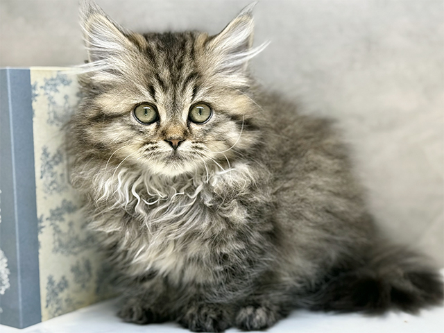 埼玉県のミヌエット (ペッツファースト川口店/2025年9月12日生まれ/男の子/ブラウンタビー)の子猫の1枚目の画像