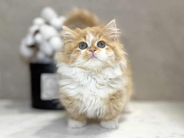 大阪府のミヌエット (ペッツファースト茶屋町店/2025年9月12日生まれ/女の子/レッドタビーホワイト)の子猫の1枚目の画像